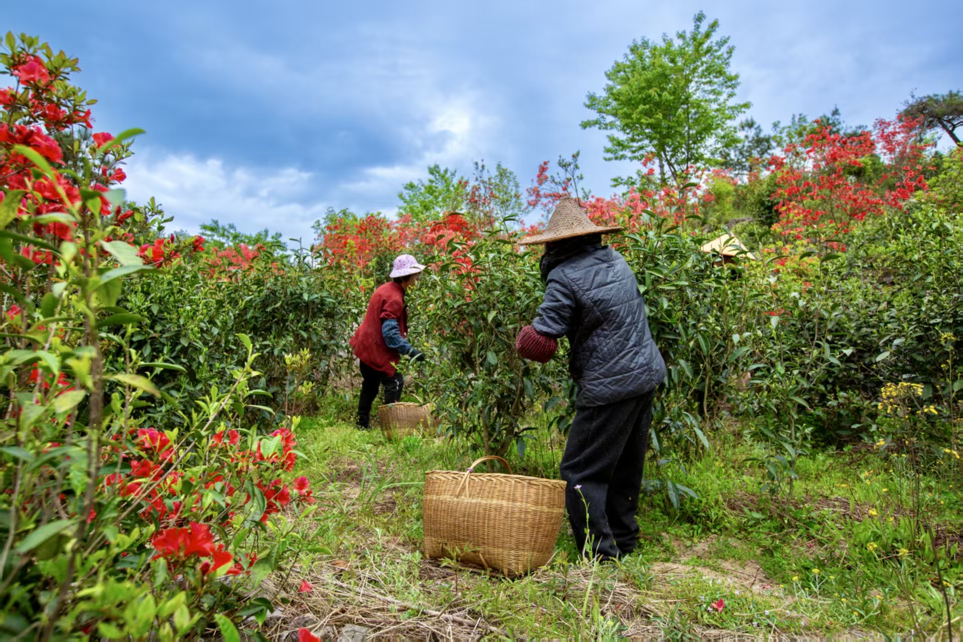 茶脉宁德丨天山茶与宁德历史文化名城的千年共生