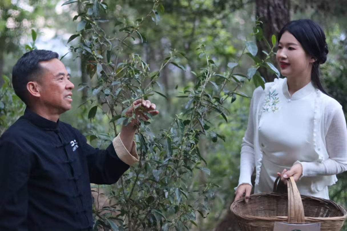 茶脉宁德丨天山茶与宁德历史文化名城的千年共生