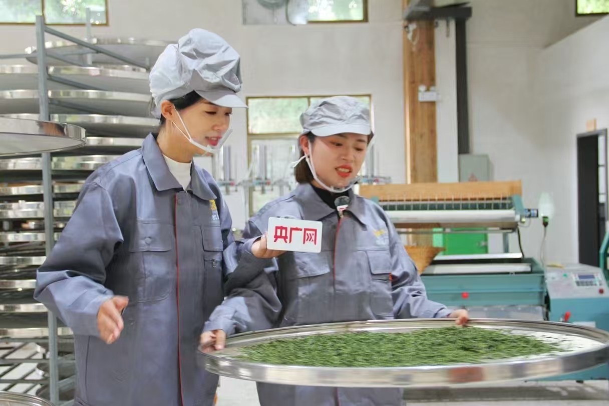 茶脉宁德丨天山茶与宁德历史文化名城的千年共生