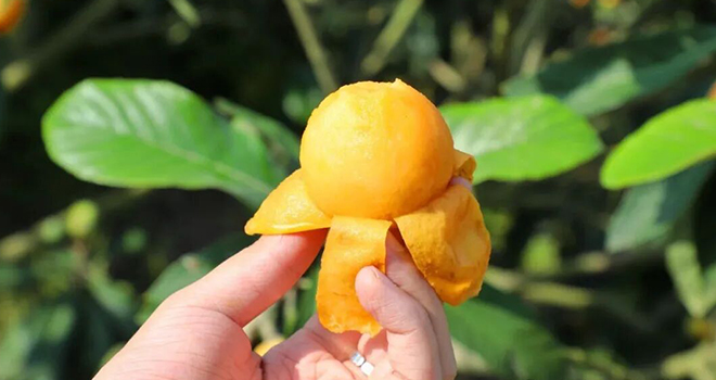 嘗鮮要趁早！連江人愛的這一口“黃金果”，等你來摘！