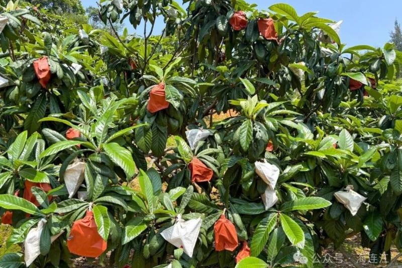 50亩枇杷园里绿意盎然，撕开套在果实上的纸袋，一颗颗足有鸡蛋大小的“早钟6号”枇杷便露了出来。连江县融媒体中心供图