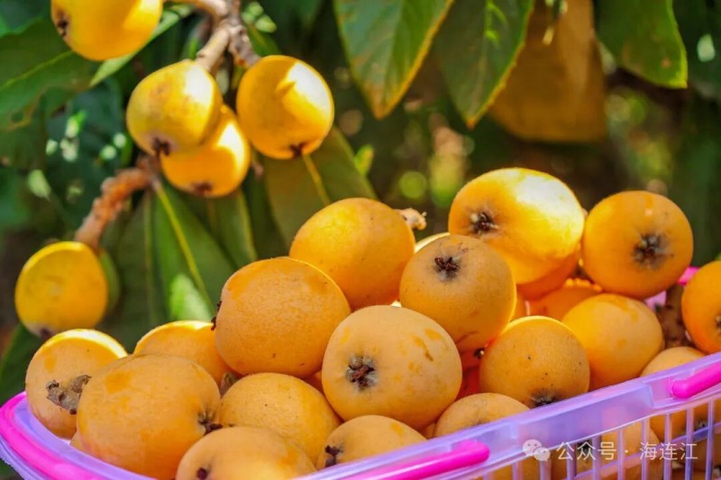 一颗颗足有鸡蛋大小的“早钟6号”枇杷橙红透亮、格外喜人。连江县融媒体中心供图