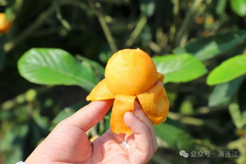 随手摘下一颗，剥开薄薄的金黄外皮，丰盈的汁水便顺着指尖流淌。连江县融媒体中心供图