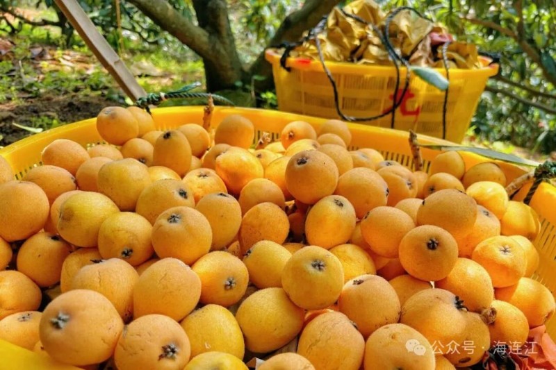 早钟6号’主打肉嫩化渣、香气浓，而且果形大、锈斑少，颜值极高。连江县融媒体中心供图