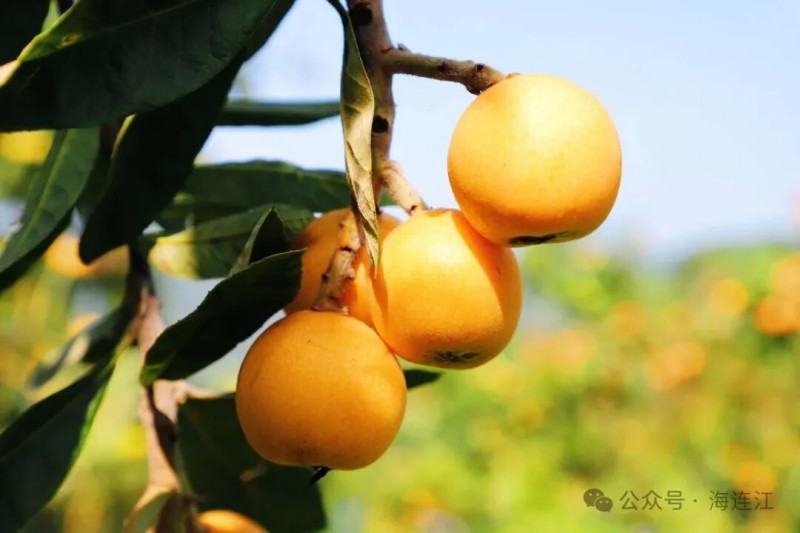 一颗颗圆润饱满的枇杷簇拥在枝头。连江县融媒体中心供图