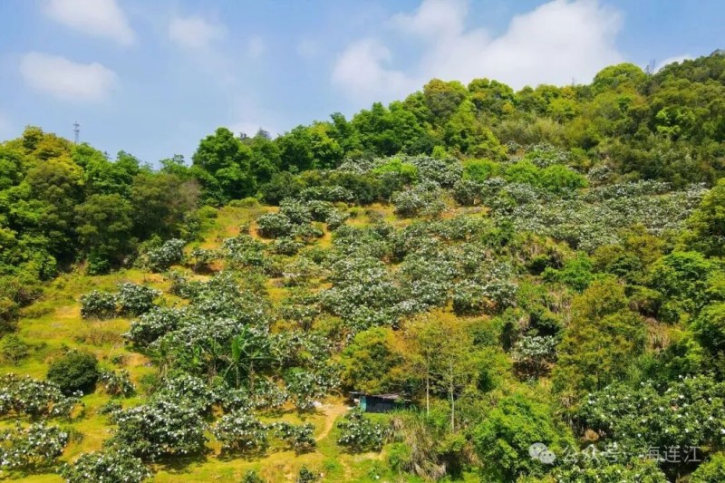 不管是东湖镇风味浓郁的“灵魂选手”，还是晓澳镇肉嫩多汁的“颜值担当”，都是这个时节不容错过的自然馈赠。连江县融媒体中心供图