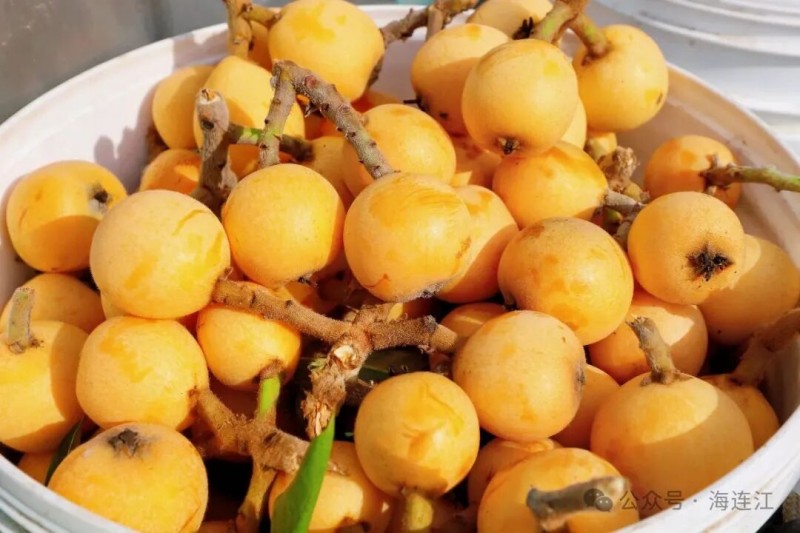“东湖早”枇杷表皮带着些许日晒留下的褐色“小雀斑”，这恰恰是它沐浴了充足阳光的“甜蜜勋章”。连江县融媒体中心供图