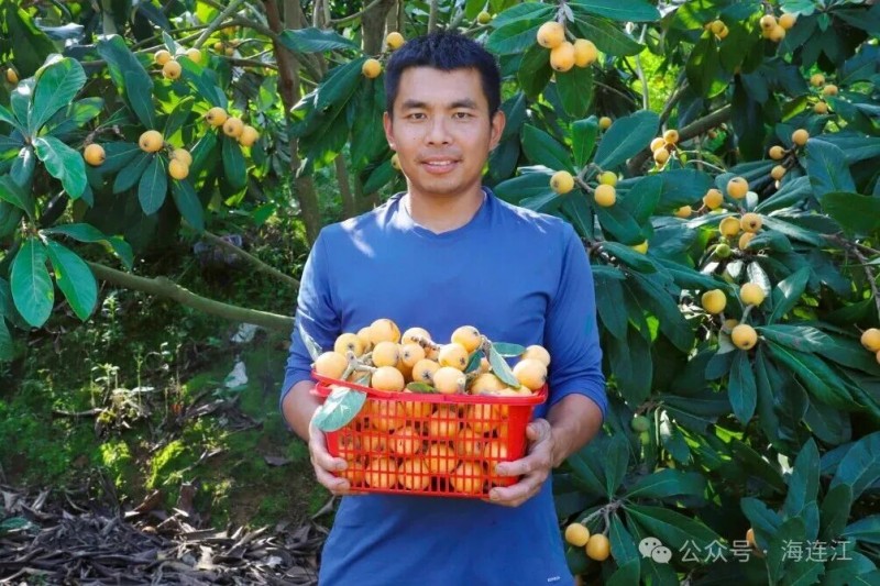 果农们手持篮筐穿梭于果树间，精心挑选个大、成熟的枇杷，现场洋溢着丰收的喜悦。连江县融媒体中心供图