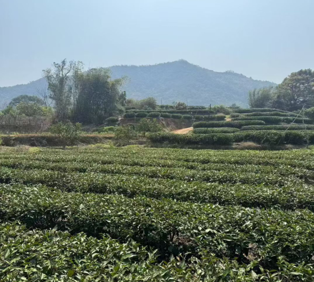 以金融之力助茶香千里 平安融易棱镜项目护航特色产业发展