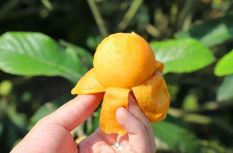 尝鲜要趁早！连江人爱的这一口“黄金果”，等你来摘！