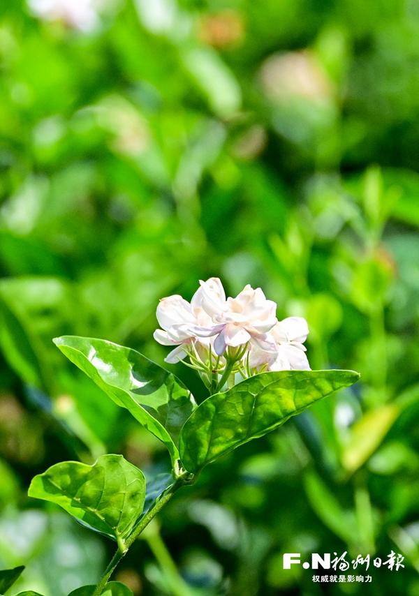 山海“双拼”，“特色菜”端上来——福州践行大食物观交出生动答卷