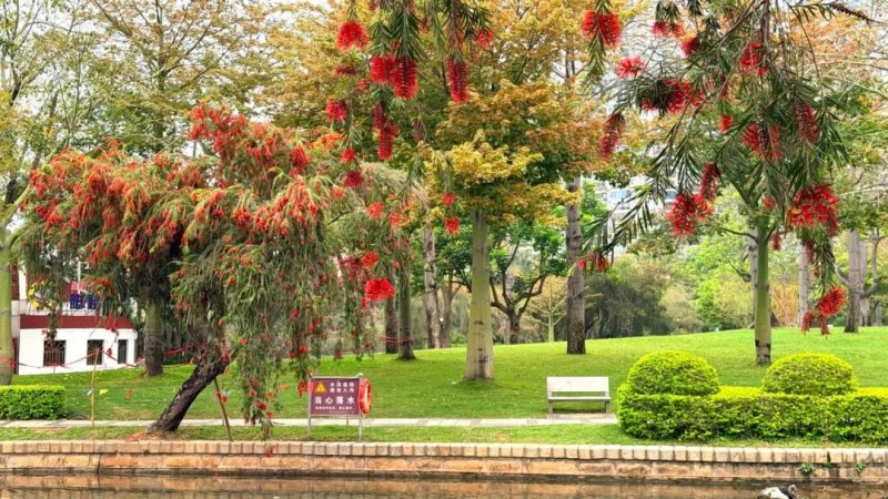 筼筜湖南岸环湖步道，老远就看到五六米高的枝头，密密麻麻的“红色小刷子”迎风绽放，开得格外热闹。