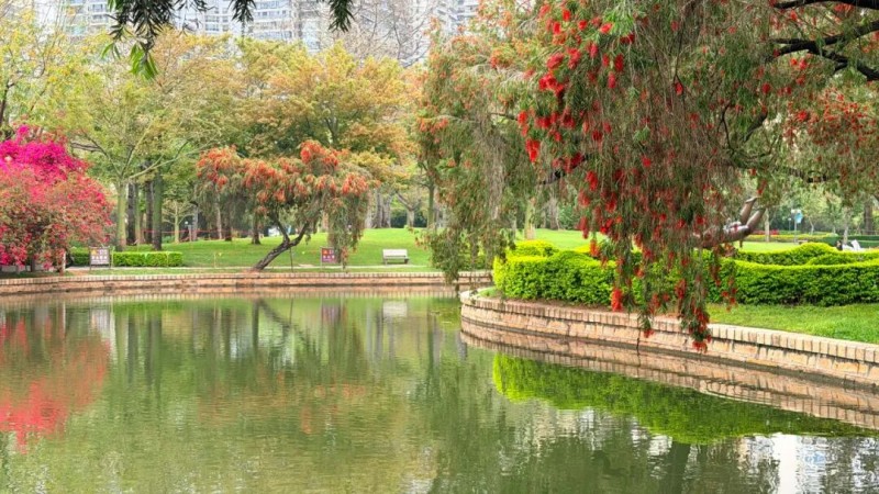 阳光洒落时，鲜红花穗格外醒目，与湖水、绿树相映成景。
