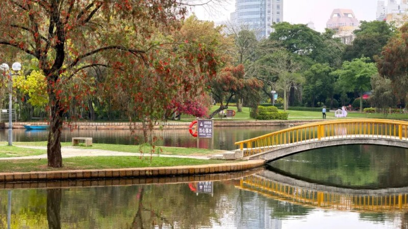 阳光洒落时，鲜红花穗格外醒目，与湖水、绿树相映成景。