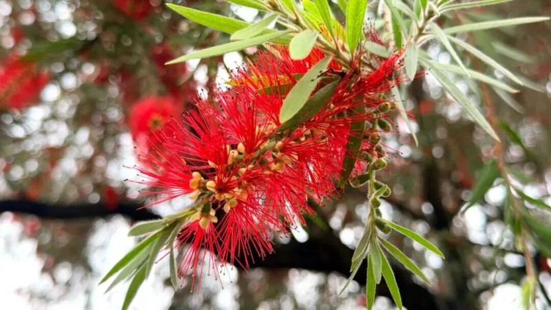 桃金娘科红千层属小乔木也叫瓶刷花、金宝树。