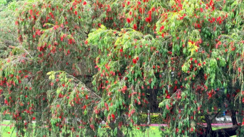 盛花期的红千层，花穗密密地从枝头舒展而出，层层叠叠的花丝组成细长花序，远看像一把把红色小刷子。