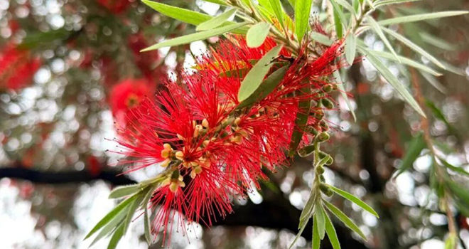 厦门多地“红刷子”上线！很多人见过却叫不出名