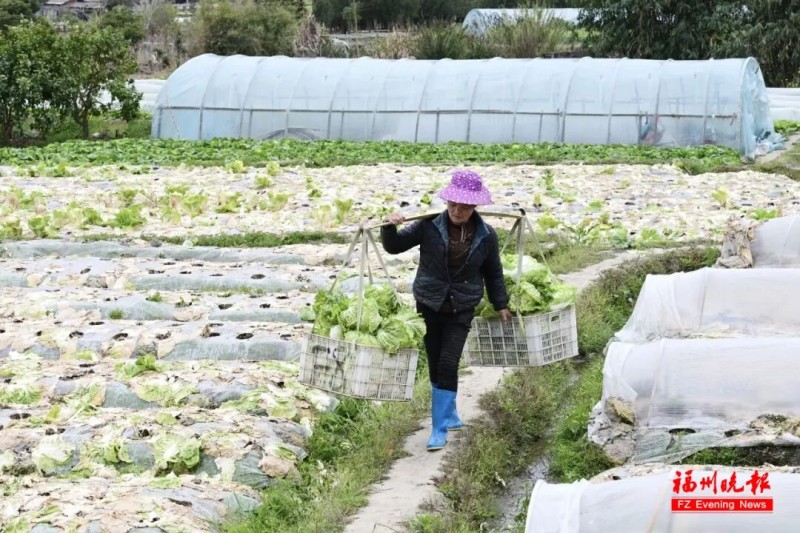 春日里，闽侯县竹岐乡火炬村田间一派繁忙，村民正忙着采收蔬菜并装车运往市场。
