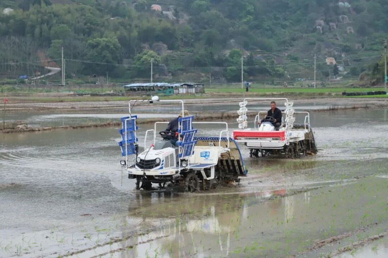 4月21日，在福安市甘棠镇港岐村的稻田里，一幅科技赋能春耕的画卷正徐徐展开。