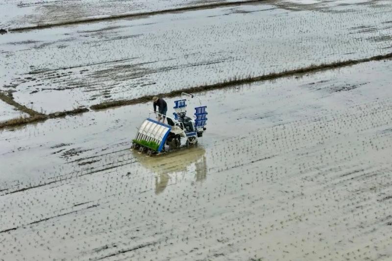 4月21日，在福安市甘棠镇港岐村的稻田里，一幅科技赋能春耕的画卷正徐徐展开。