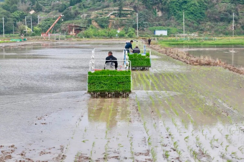 4月21日，在福安市甘棠镇港岐村的稻田里，一幅科技赋能春耕的画卷正徐徐展开。