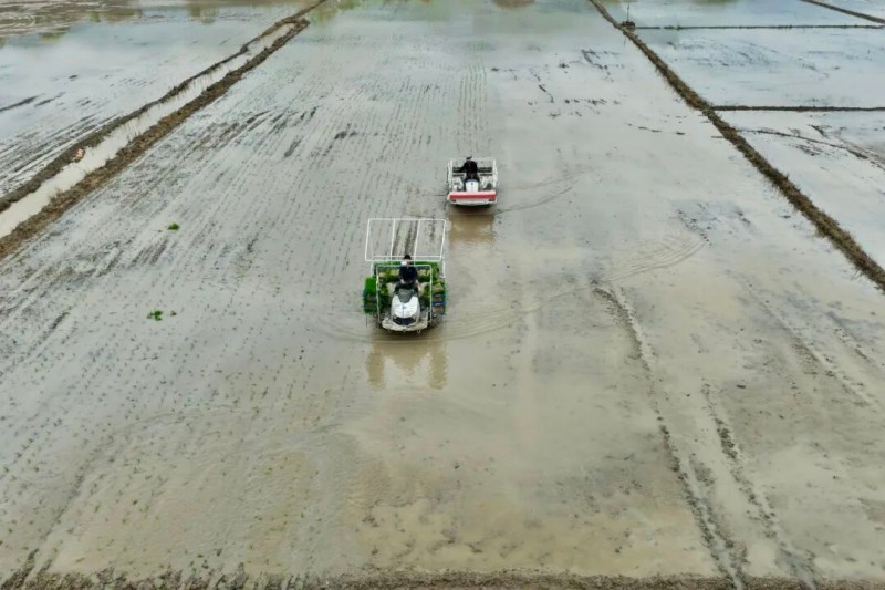 4月21日，在福安市甘棠镇港岐村的稻田里，一幅科技赋能春耕的画卷正徐徐展开。