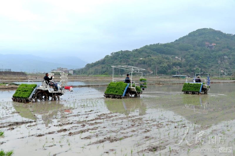 4月21日，在福安市甘棠镇外塘村，农民驾驶机械栽插早稻秧苗。