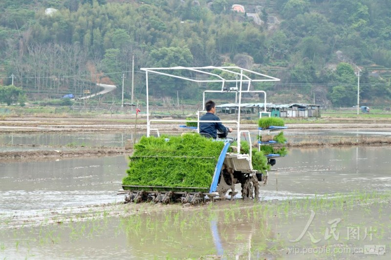 4月21日，在福安市甘棠镇外塘村，农民驾驶机械栽插早稻秧苗。