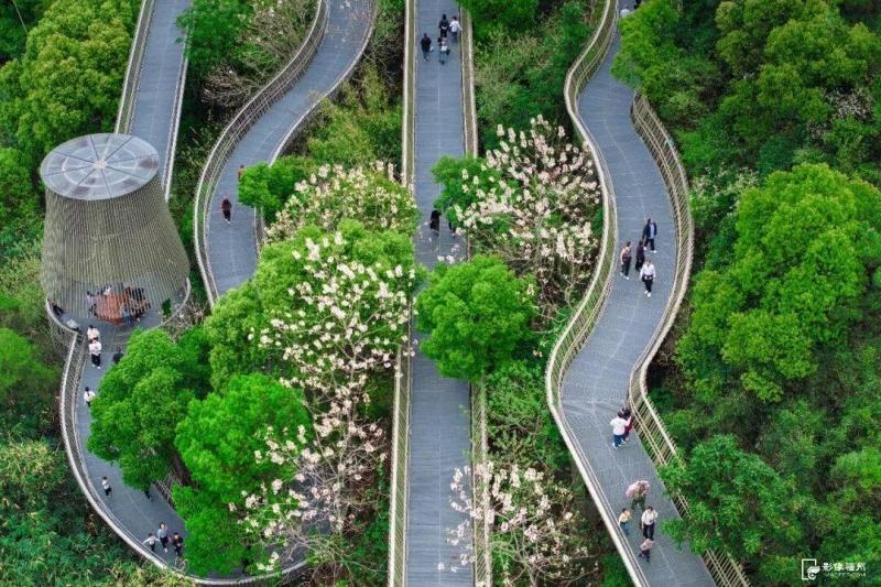 ▲福道木油桐花盛开。林双伟/摄