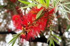 廈門多地“紅刷子”上線！很多人見過卻叫不出名