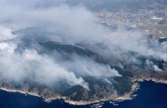 日本岩手县山火过火面积超1100公顷