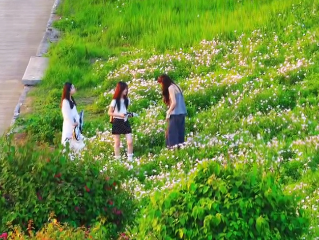 福州乌龙江公园护坡铺上粉色“花毯”