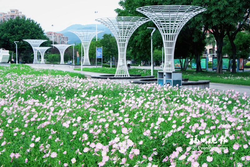 东江滨公园月见草迎来盛花期