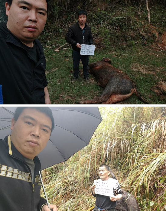 人保財險三明寧化支公司：支付賠款5.64萬，助力脫貧戶發展肉牛養殖產業