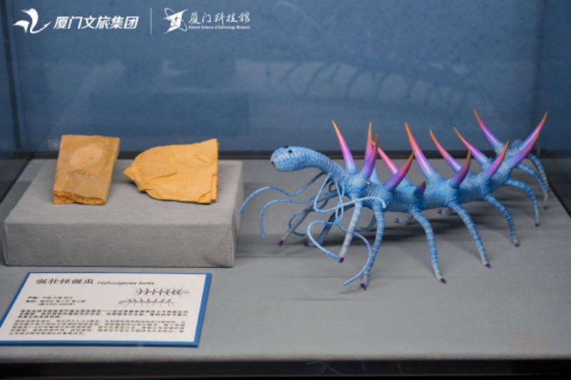 4月24日，厦门科技馆2026年度特展《嗨！海怪》海洋古生物化石科普展正式对公众开放。厦门科技馆供图