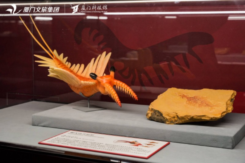 4月24日，厦门科技馆2026年度特展《嗨！海怪》海洋古生物化石科普展正式对公众开放。厦门科技馆供图