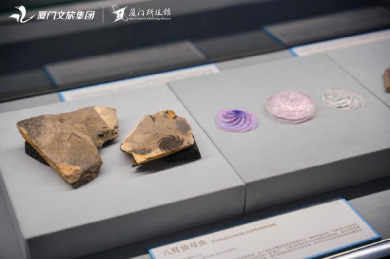 4月24日，厦门科技馆2026年度特展《嗨！海怪》海洋古生物化石科普展正式对公众开放。厦门科技馆供图