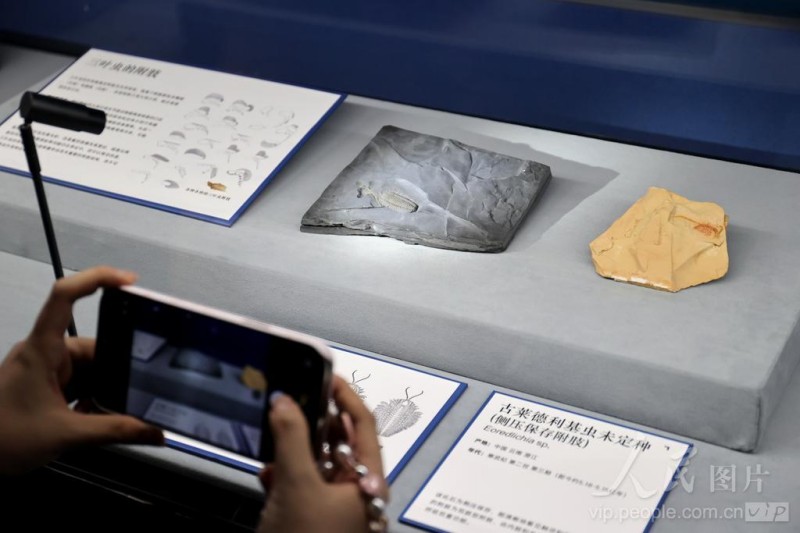 4月25日，游客用手机记录厦门科技馆年度特展《嗨！海怪》的珍贵展品。