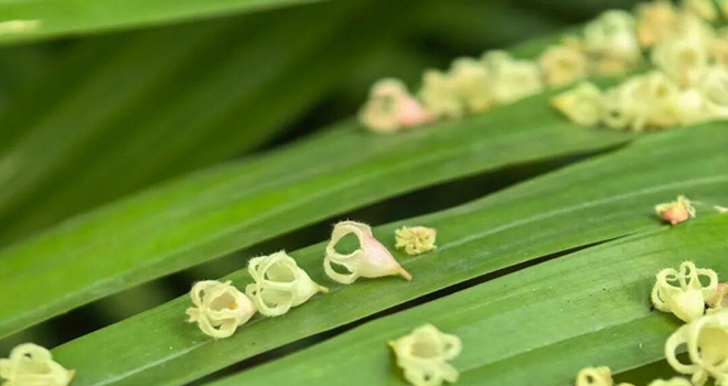 一樹繁花 一巷浪漫 泉州市蘋婆樹迎來盛花期