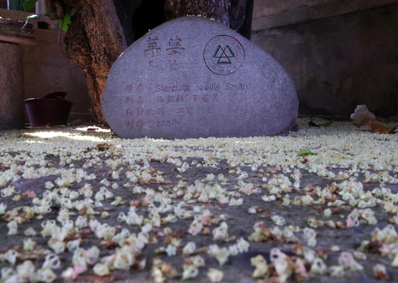 微风拂过，花瓣簌簌而下。