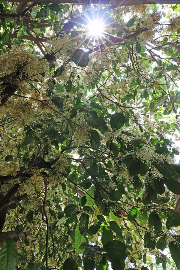 泉州市区中山路九间巷苹婆古树密密匝匝的白色花朵。