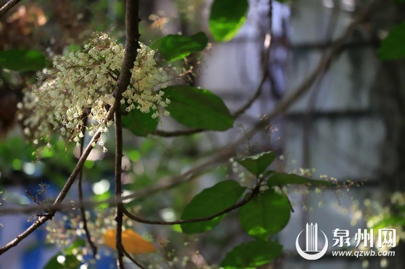 苹婆树枝头缀满簇簇白花，远远望去，绿叶间素白繁花点点，宛若覆霜落雪。