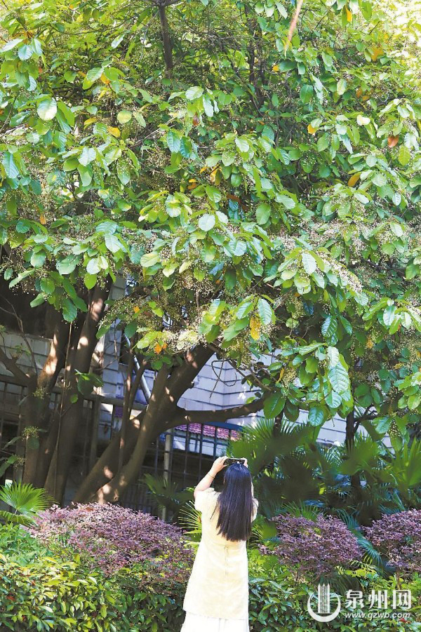泉州东湖公园苹婆树吸引市民拍照。