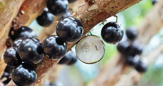 一果四味！香甜爆汁！連江嘉寶果成熟上市！