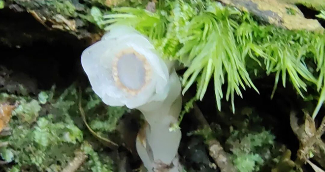 罕见！大田屏山再现珍稀植物“水晶兰”