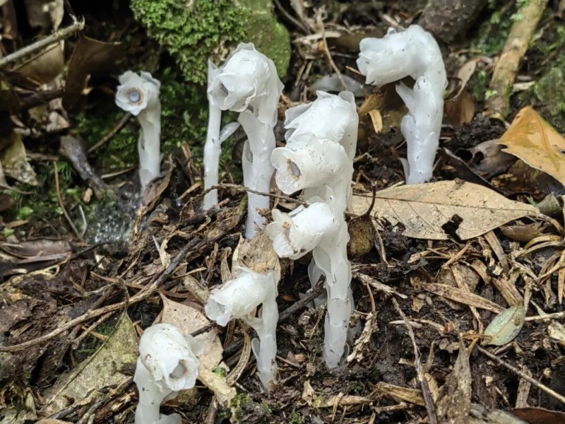 “水晶兰”全株无叶绿素呈半透明的洁白色，茎干如白玉雕琢，顶端垂着钟形花朵，在幽暗的林间宛如悬浮的冰晶。