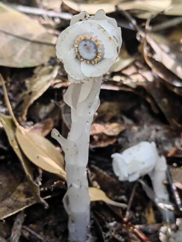 “水晶兰”全株无叶绿素呈半透明的洁白色，茎干如白玉雕琢，顶端垂着钟形花朵，在幽暗的林间宛如悬浮的冰晶。