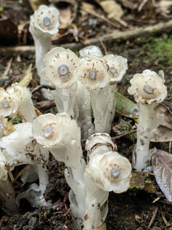 “水晶兰”全株无叶绿素呈半透明的洁白色，茎干如白玉雕琢，顶端垂着钟形花朵，在幽暗的林间宛如悬浮的冰晶。
