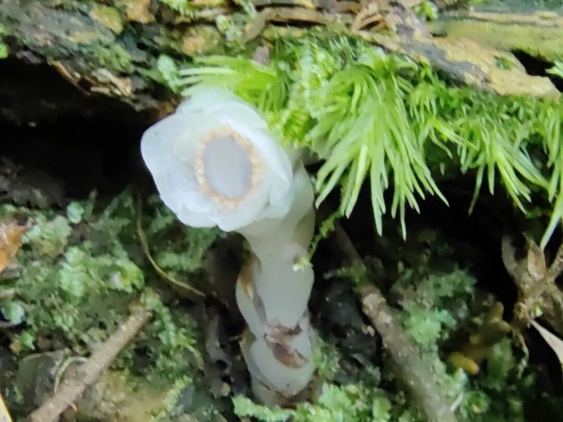 “水晶兰”全株无叶绿素呈半透明的洁白色，茎干如白玉雕琢，顶端垂着钟形花朵，在幽暗的林间宛如悬浮的冰晶。