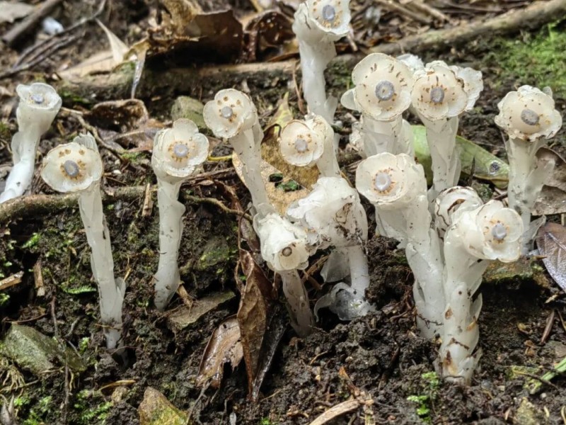“水晶兰”全株无叶绿素呈半透明的洁白色，茎干如白玉雕琢，顶端垂着钟形花朵，在幽暗的林间宛如悬浮的冰晶。